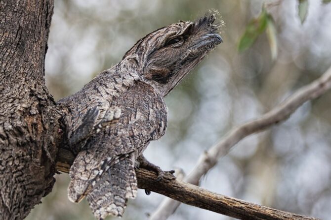 Papuan frogmouth (Podargus papuensis)