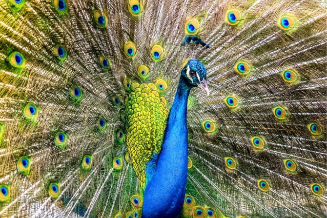 Peafowl (Phasianidae)