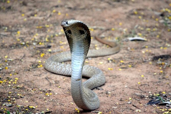Philippine Cobra (Naja Philippiensis)