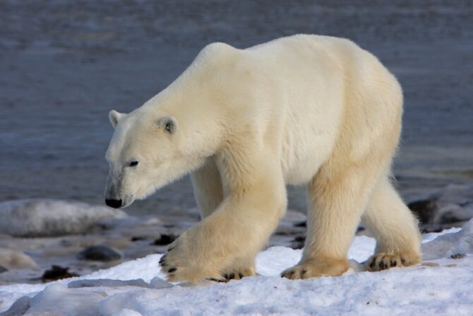 Polar Bear Walking on Ice