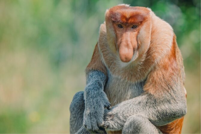 Proboscis Monkey (Nasalis larvatus)