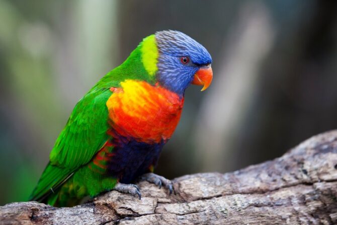 Rainbow Lorikeet (Trichoglossus moluccanus)