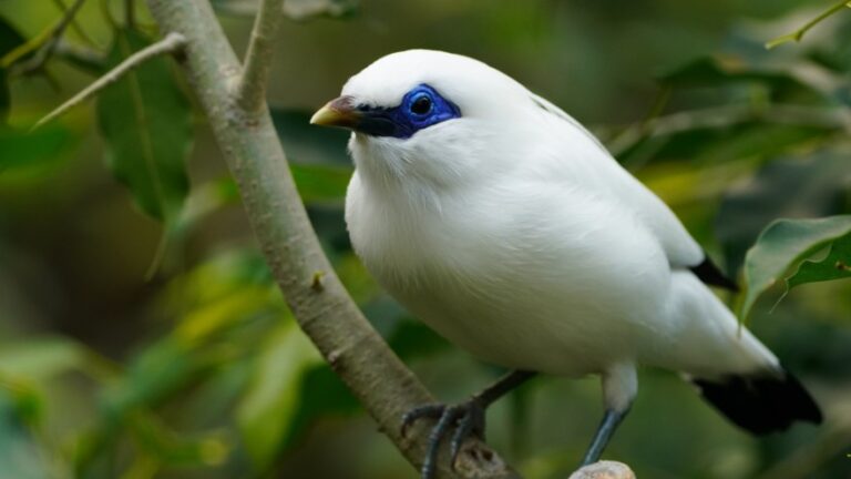 10 Rarest Birds In The World And Where To Find Them