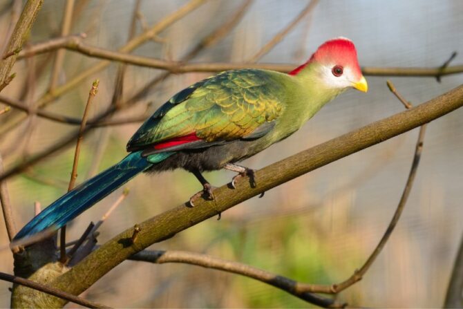 Red Crested Turaco (Tauraco erythrolophus )