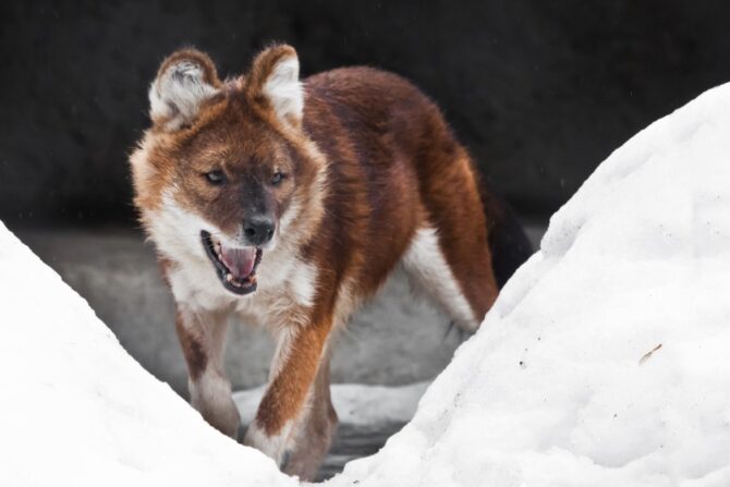 Red Himalayan Wolf (Canis lupus chanco)