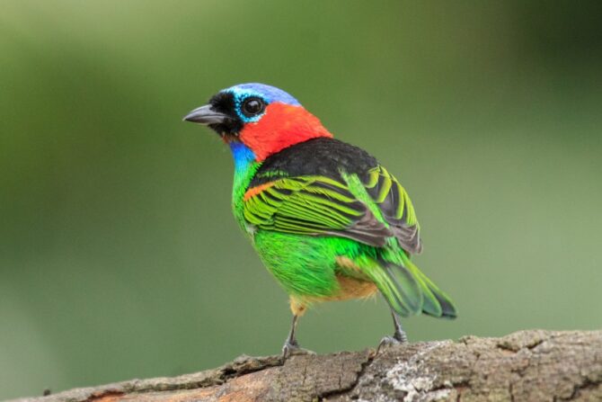 Red-Necked Tanager (Tangara cyanocephala)