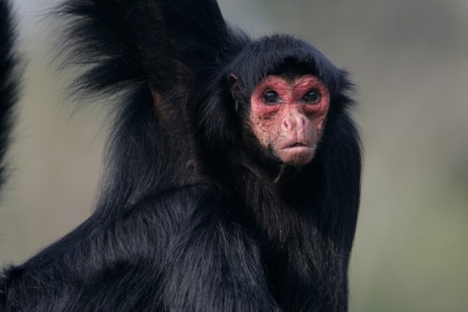 Red-faced Spider Monkey (Ateles paniscus)