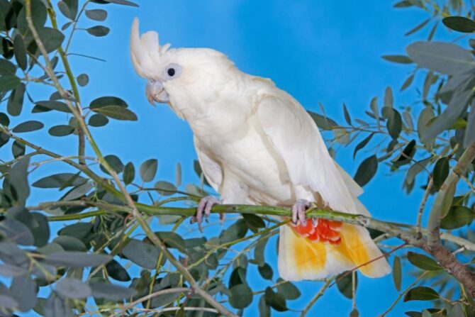 Red-vented Cockatoo (Cacatua haematuropygia)