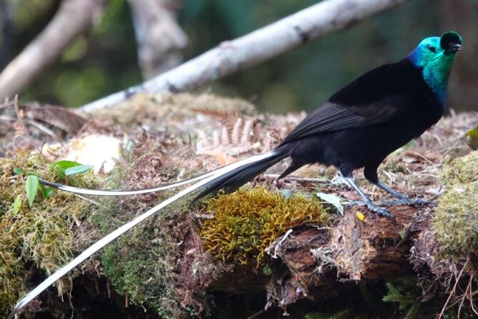 Ribbon-Tailed Astrapia (Astrapia mayeri)