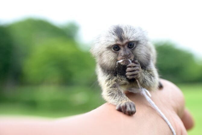 Roosmalens' Dwarf Marmoset (Mico Humilis)