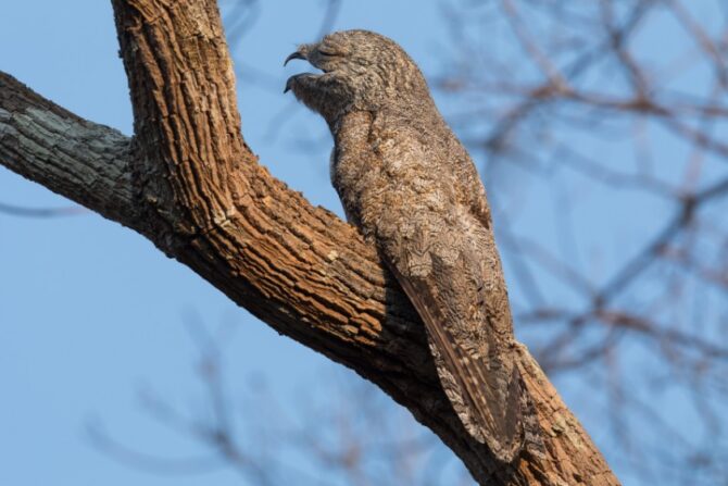 Rufous Potoo (Phyllaemulor bracteatus)