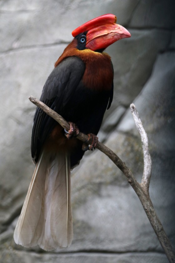 Rufous-headed Hornbill (Aceros waldeni)