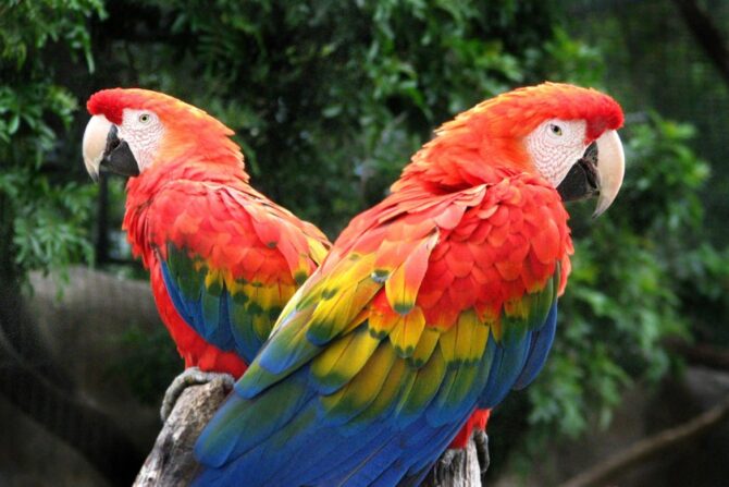 Scarlet Macaws (Scarlet Macaw)