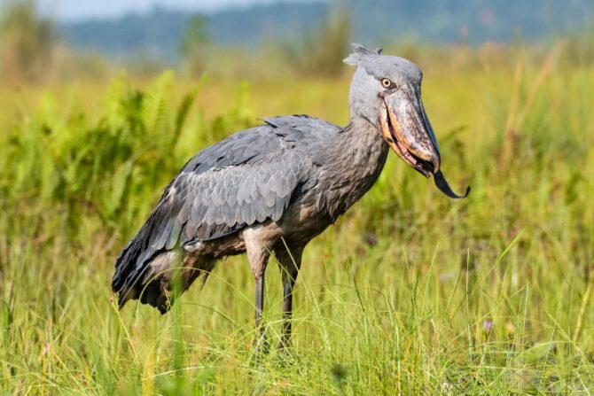 Shoebill (Balaeniceps rex)