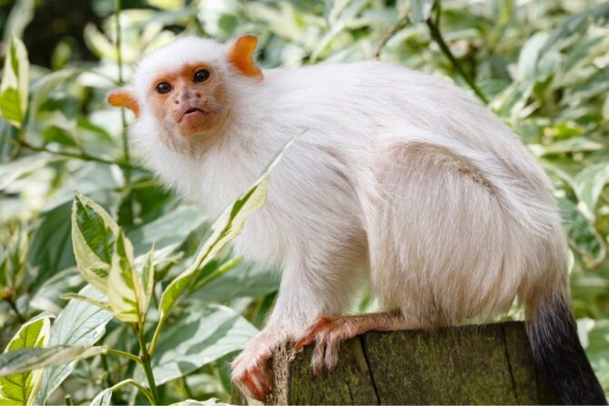 Silvery Marmoset (Mico argentatus)