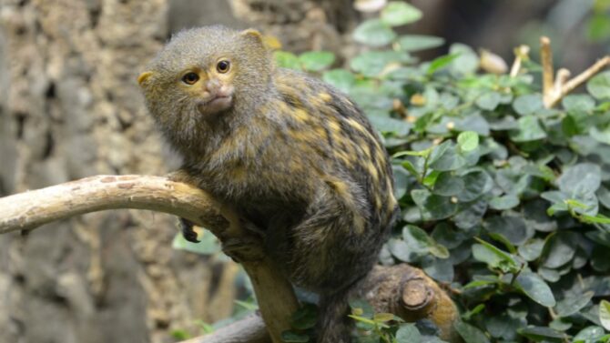 Smallest Monkeys In The World - 10 Small Primates w Pictures