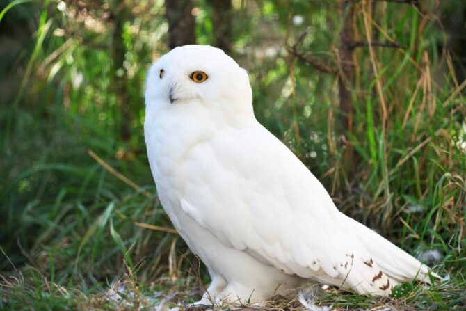 Snowy Owl (Bubo scandiacus )