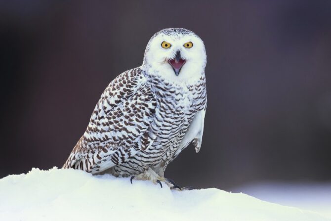 Snowy Owl (Bubo scandiacus)