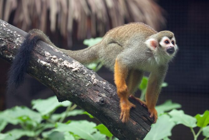 Squirrel Monkey (Saimiri)