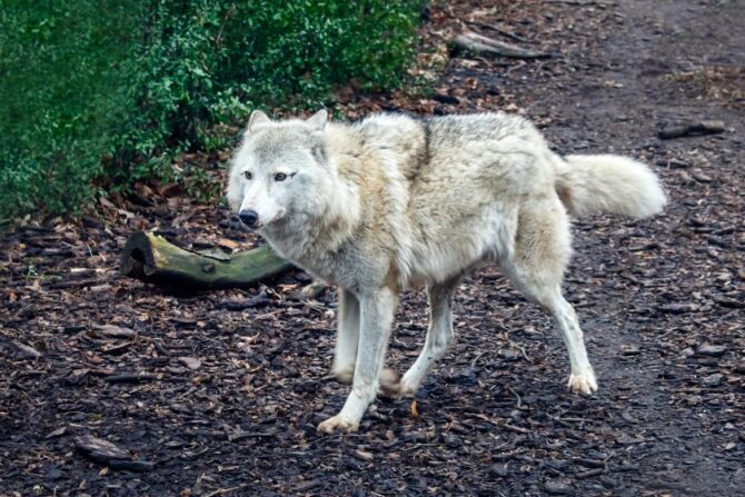 Steppe Wolf (Canis lupus campestris) or Caspian Sea Wolf in the Wild