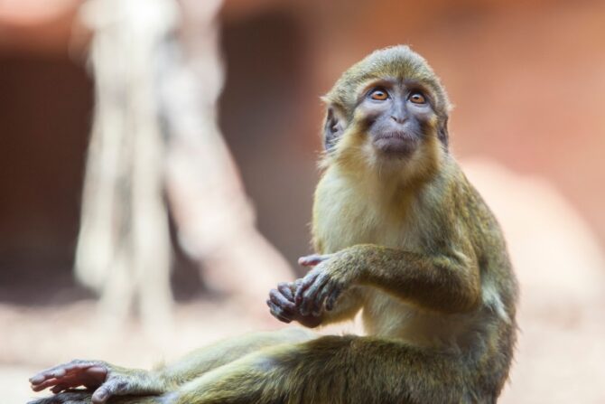 Talapoin Monkey (Miopithecus)