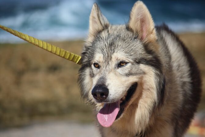 Tamed Wolf on a Walk