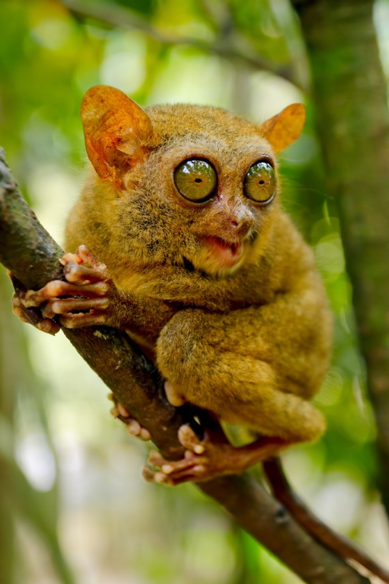 Tarsier (Tarsius)