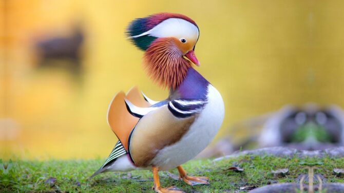 The Most Beautiful Birds in the World & Where to Find Them