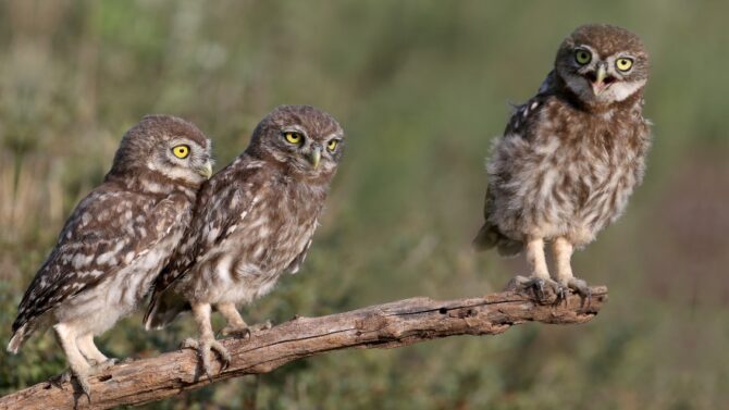 Three Owls on a Branch