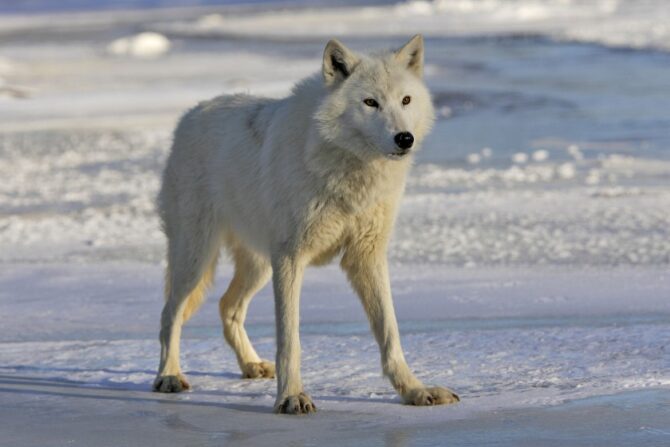 Tundra Wolf (Canis lupus albus) in Winter