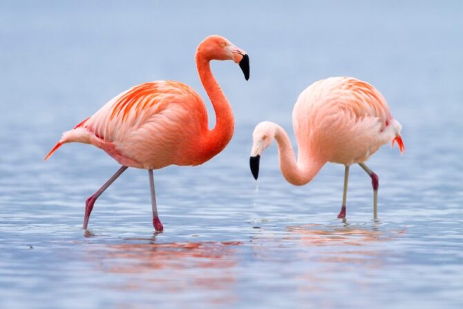Two Flamingos (Phoenicopteridae) in Water