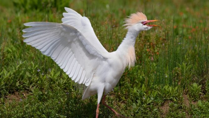 Types Of White Birds - Beautiful Species With Pictures