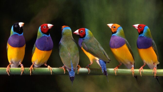 Types of Colorful Tropical Birds - 30 Species List, Pictures & Facts
