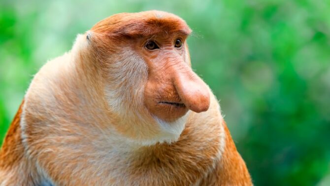 Ugly Monkeys - 5 Ugliest Monkeys In The World (With Pictures)