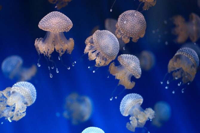 Undersea jellyfish