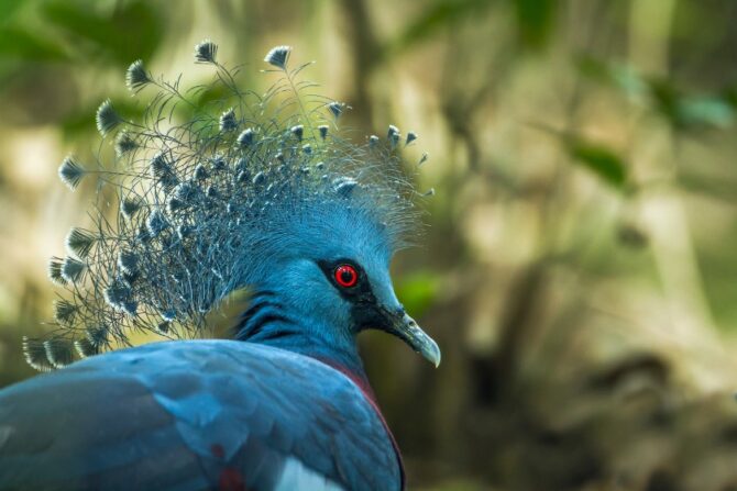 Victoria Crowned Pigeon (Goura victoria) Close Up