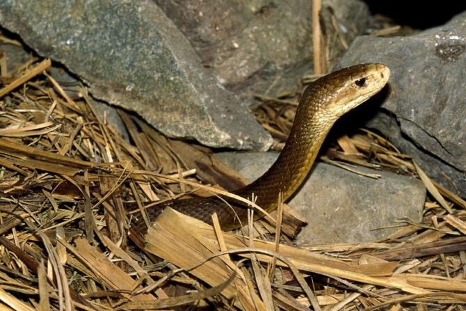 Western Taipan (Oxyuranus microleptidotus) Snake in Australia
