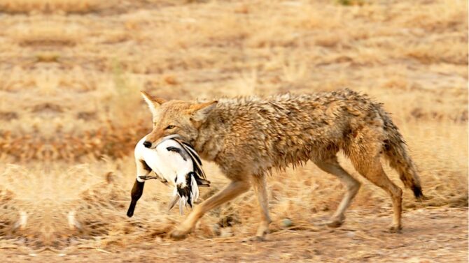 What Do Coyotes Eat? (A Closer Look At Coyote Diet)