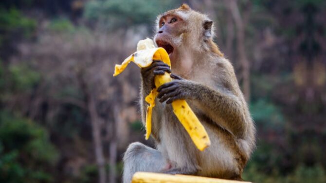 What Do Monkeys Eat? (The Wide-Ranging Diet Of Monkeys)