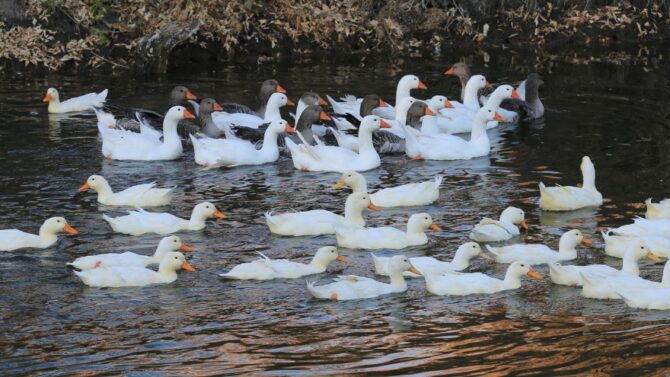 What Is A Group Of Ducks Called? - Collective Nouns for Ducks