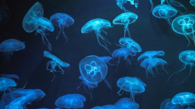 What Is A Group Of Jellyfish Called (Collective Nouns)