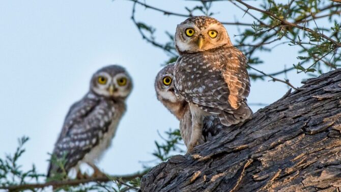 What Is A Group Of Owls Called_ (Collective Nouns for Owls)