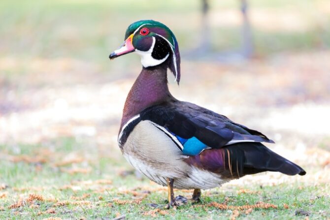 Wood Duck (Aix sponsa)