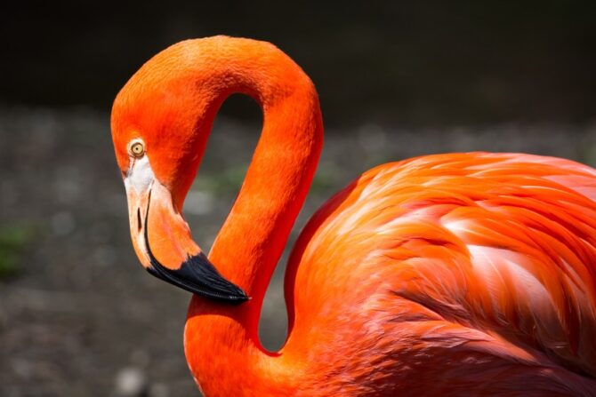 A Large American Flamingo Up Close