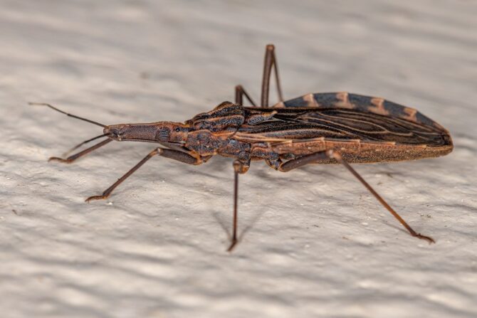 Adult Eastern Blood-sucking Conenose (Triatoma sanguisuga)