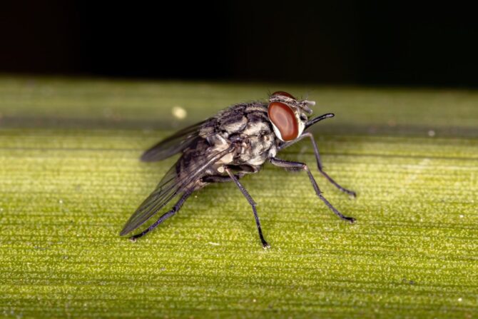 Adult Stable Fly (Stomoxys calcitrans)