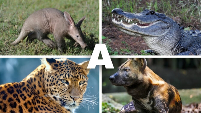 List Of Animals That Start With A: Names, Pictures & Facts