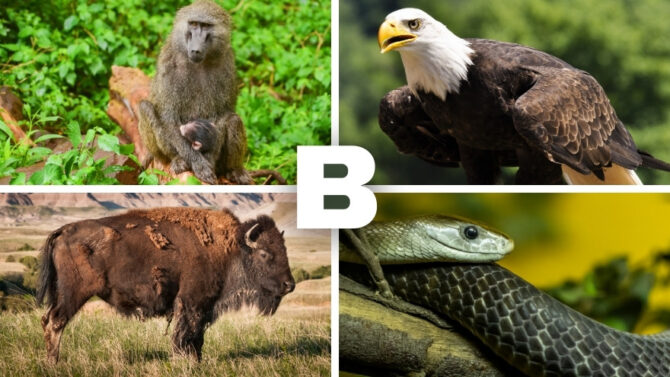 Alphabetical List of Animals That Start With B - Species Names With Pictures and Facts