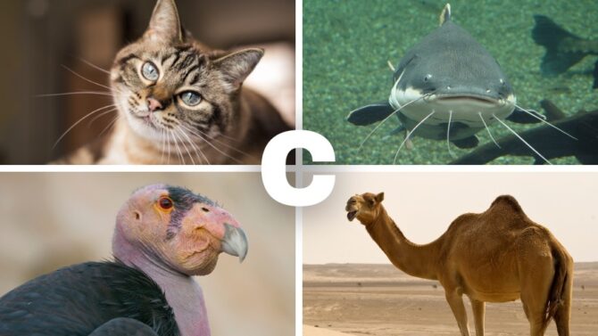 List Of Animals That Start With C: Names, Pictures & Facts