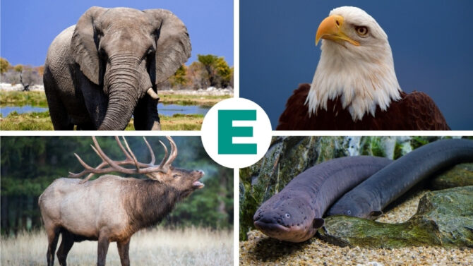 Alphabetical List of Animals That Start With E - Species Names, Pictures and Facts